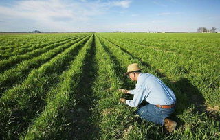 沒了中國市場，特朗普發(fā)放200億補貼資金，這次美農(nóng)卻不買賬了
