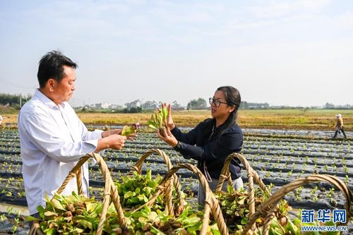 廣西貴港稻菜輪作模式 推動農業增收與畜產品貿易發展