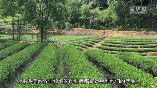 福建建陽茶園認養 林下經濟助推鄉村振興