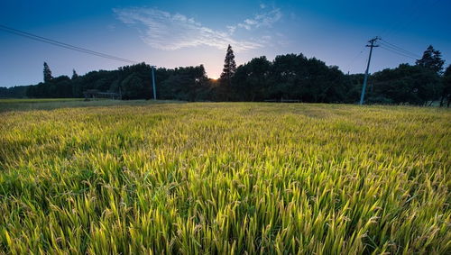 純農地區發展之道 輸血與造血并重，推動畜產品購銷貿易
