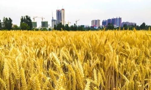 建行棗莊分行 以‘裕農(nóng)通’業(yè)務(wù)為支點，奏響鄉(xiāng)村振興金色樂章