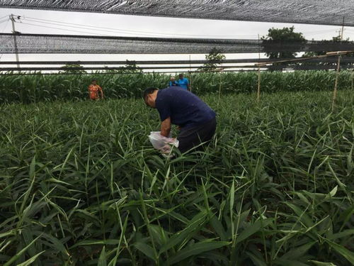 農(nóng)化明星 大地英雄 這個獎你值得擁有