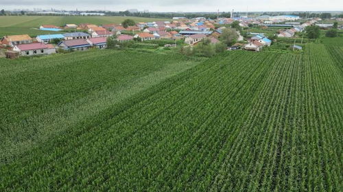 科學施策助農減災，守牢糧倉——農業大省吉林受災農田生產恢復直擊