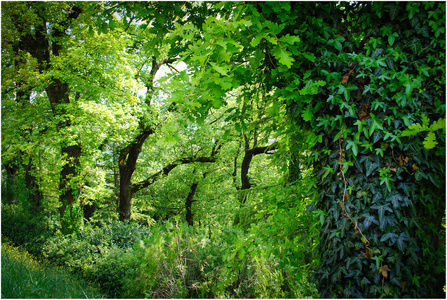 泰國橡膠林 農(nóng)業(yè)經(jīng)濟的重要支柱