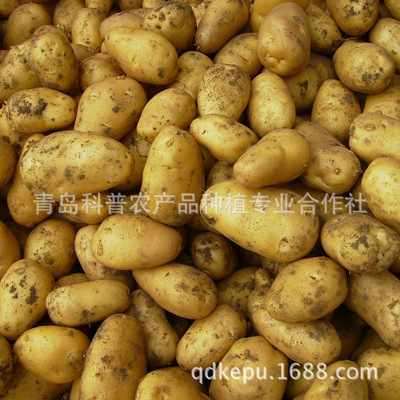 新季優(yōu)質(zhì)土豆 產(chǎn)地直供，新鮮營養(yǎng)的餐桌之選