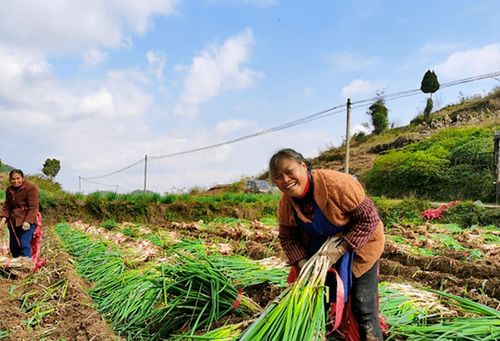 蔥郁龍坪，綠意滿“林”助農增收