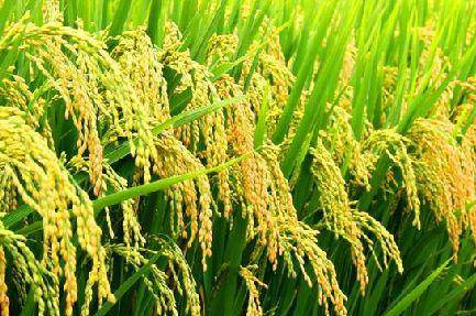 好產(chǎn)品，溯源碼訴說；高品質(zhì)，細(xì)節(jié)中彰顯