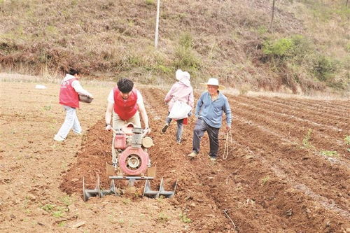 助農(nóng)小分隊(duì)田間行，農(nóng)事繁忙展新顏