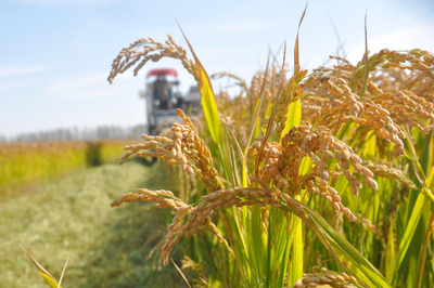 江蘇啟動(dòng)農(nóng)業(yè)“兩區(qū)”劃定，力爭五年內(nèi)基本完成建設(shè)，夯實(shí)糧食安全根基