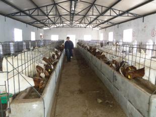 養(yǎng)哪種羊最賺錢？市場分析與品種推薦