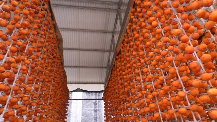 和美鄉(xiāng)村|磁縣 冰柿破局，甜了鄉(xiāng)親！